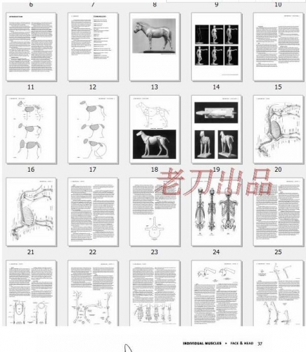 植物剖解英文 人体画绘教程构造素材参考材料