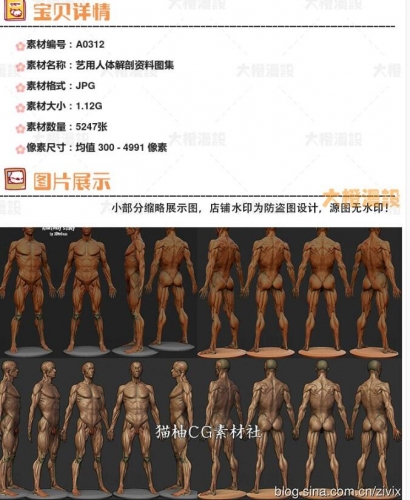 艺用人体剖解材料图散 CG骨骼肌肉照片参考 游戏好术画绘雕琢素材